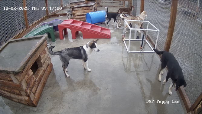 A still frame of the Puppy Cam featuring the Weather Litter on Thurs. Oct. 2, 2025.